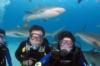 Diving with sharks (and my girl friend)