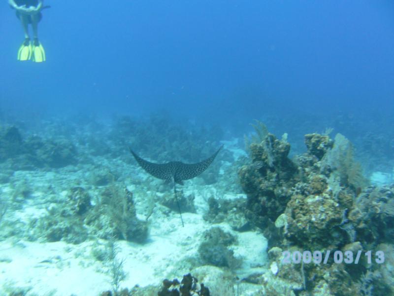 Eagle Ray