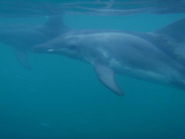 Rough toothed Dolphins Belize