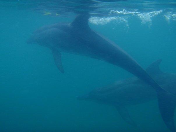 Swimming with dolphins in Belize