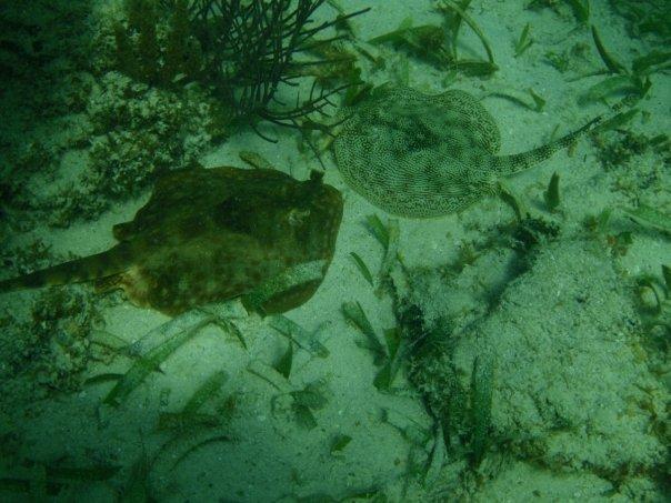 Yellow Sting Rays