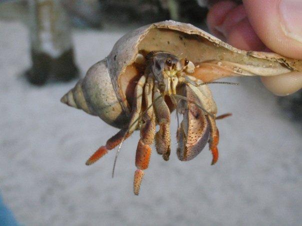 Hermit Crab