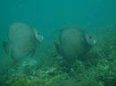 Gray Angelfish