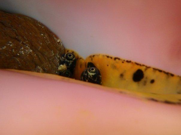 Conch Eyes
