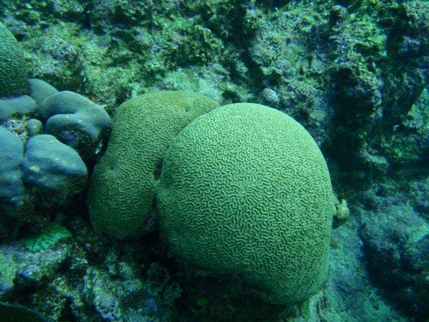 "Butt Coral"