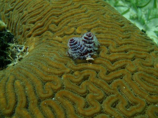 Christmas Tree Worms