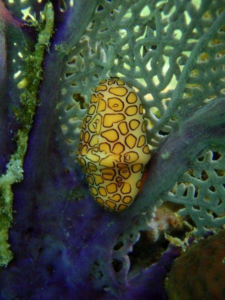 Flamingo Tongue