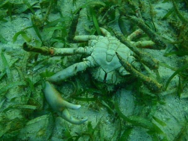 A Hurting Channel Cling Crab