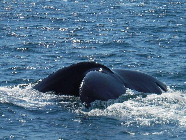 Techtonic (Humpback)