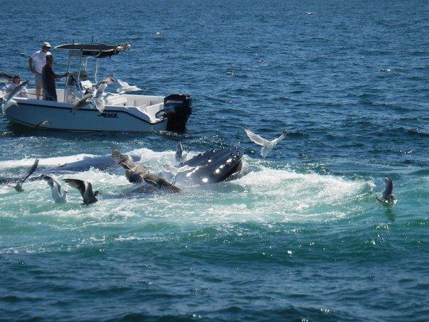 Feeding Humpback