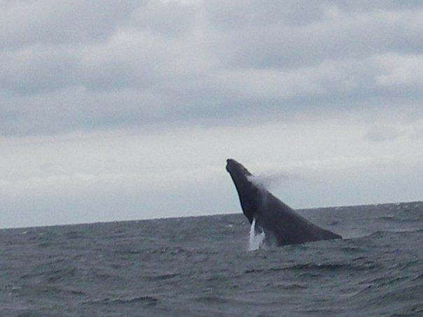Lunging Humpback