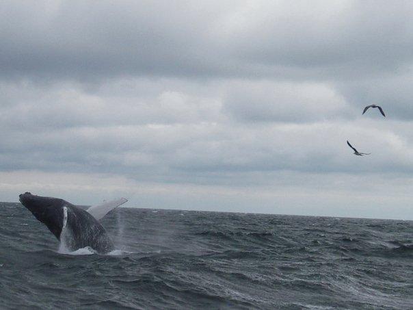 Breaching Humpback