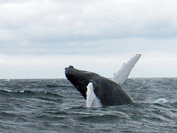 Breaching Humpback