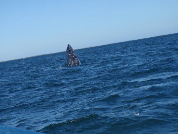 Spyhopping Gray Whale
