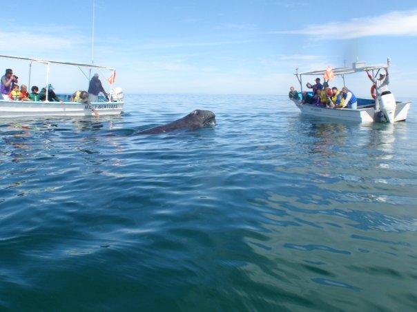 Baby Gray Whale