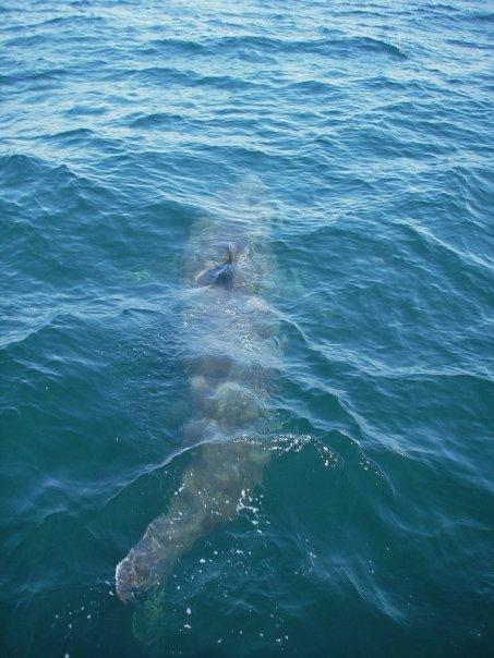 20 ft basking shark