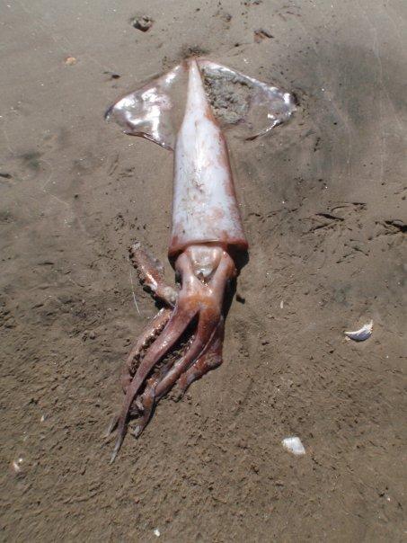 Humbolt Squid