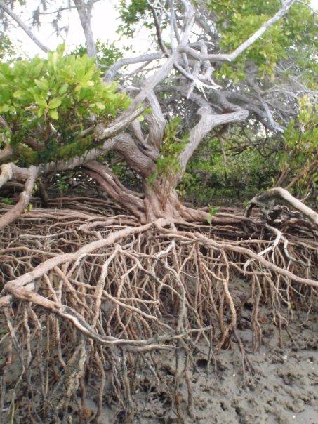 Mangroves