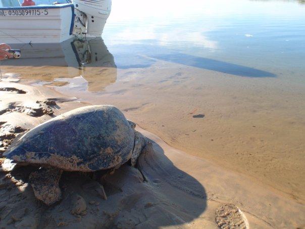 Releasing Turtles