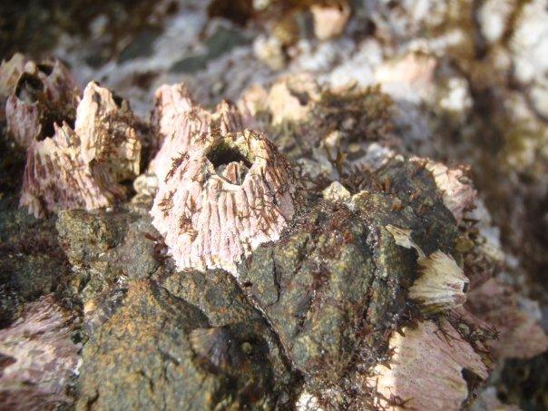 Creepy Barnacles