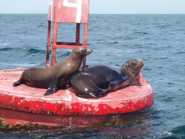 Sea Lions
