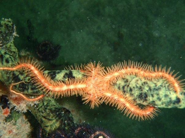 Spiny Brittle Star