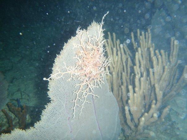 Basket Star