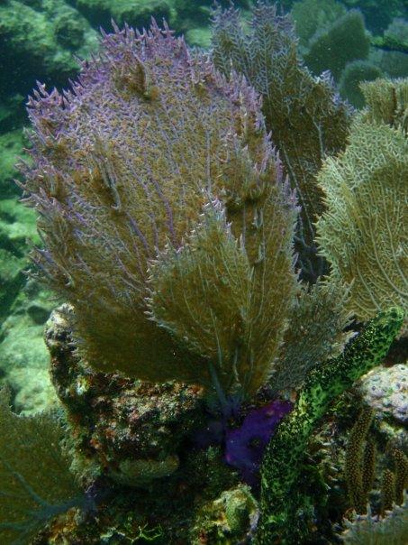 Purple Sea Fan