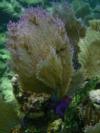 Purple Sea Fan