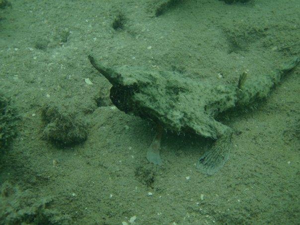 Shortnose Batfish