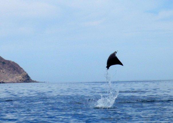 Mobula Jumping