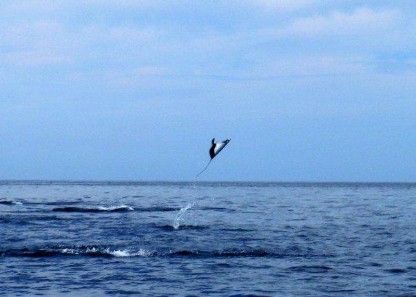 Mobula Jumping