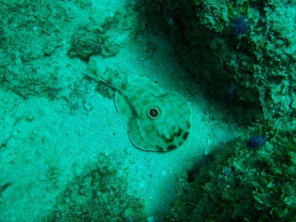 Bullseye Electric Ray