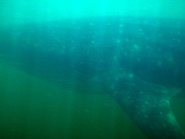 Snorkeling with Whale Sharks