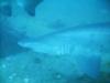 Sand tiger shark on North Carolina dive.