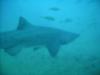 Sand tiger shark on North Carolina dive.