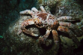 Crab in Cozumel at night