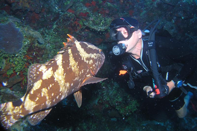 kissing grouper