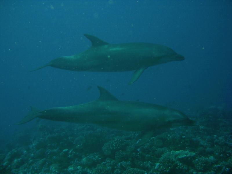 dolphiins