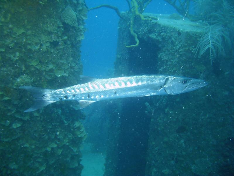 baracuda