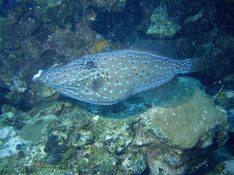 file fish