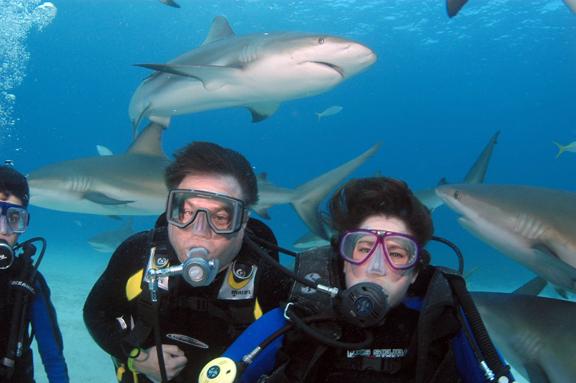 Diving With Sharks