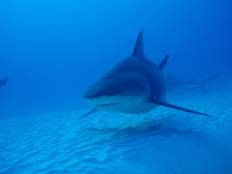 Playa del Carmen, Mexico - Bull Shark