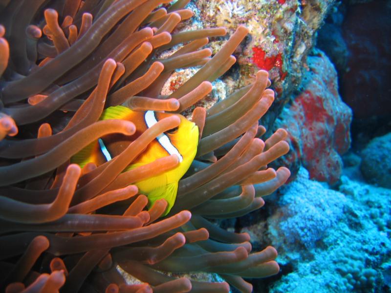 clown fish