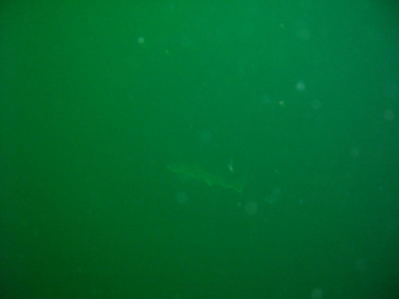 U-853 Saftey Stop @ 15’ w/Spinny Dog Fish Sharks