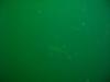 U-853 Saftey Stop @ 15’ w/Spinny Dog Fish Sharks