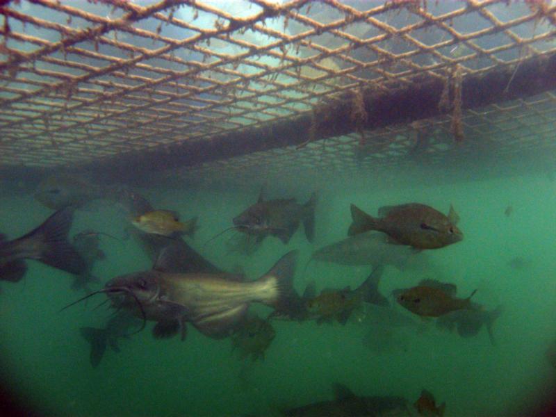 ear nibbling fish are anoying