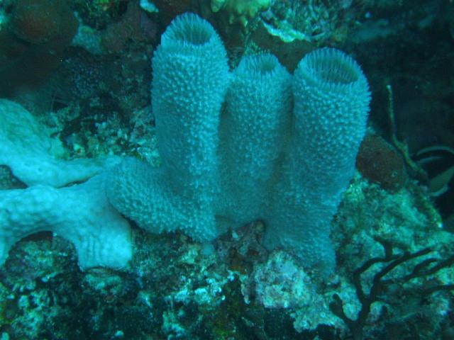 what a beautifull coral this was...