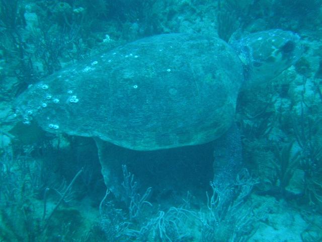 is it me or does this turtle look like it is passing gas? 