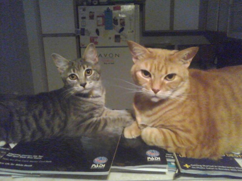 scuba kitties, boo & kittie lewis